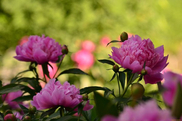 Пион калифорнийский