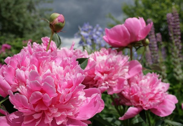 Пион Людовика