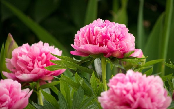 Тюльпан Монте пион