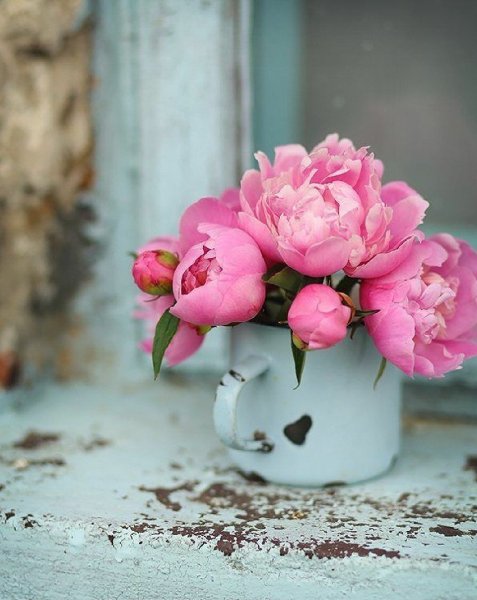 Пионы маленькие бутоны