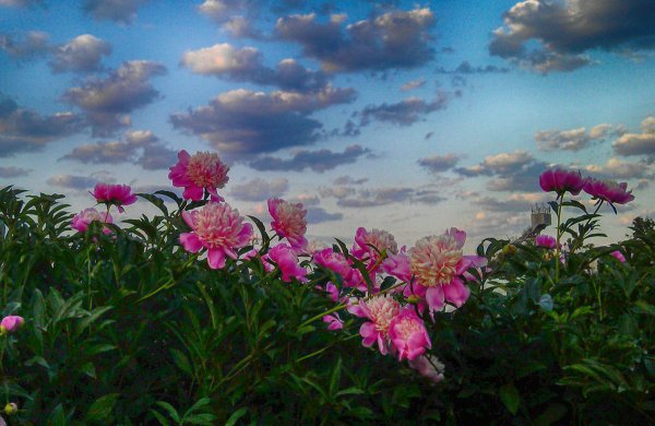 Беспутская Поляна пионы