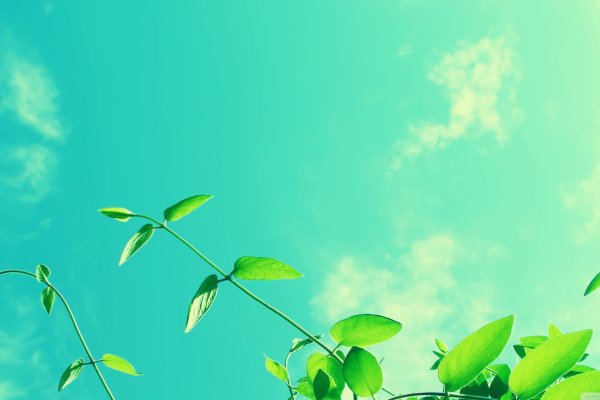 Экология для дошкольников