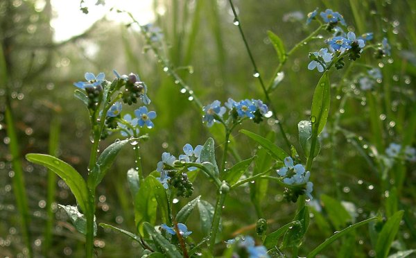 Незабудка Полевая (Myosotis arvensis)