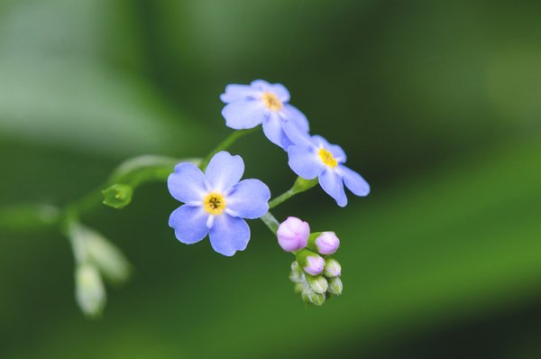 Myosotis голубая