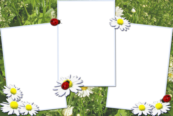 Фоторамка с ромашками