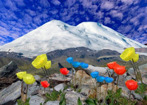 Цветы в горах Эльбруса