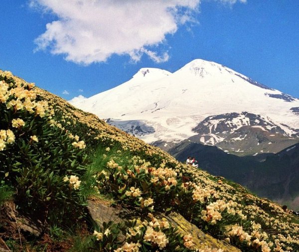 Цветы в горах Эльбруса
