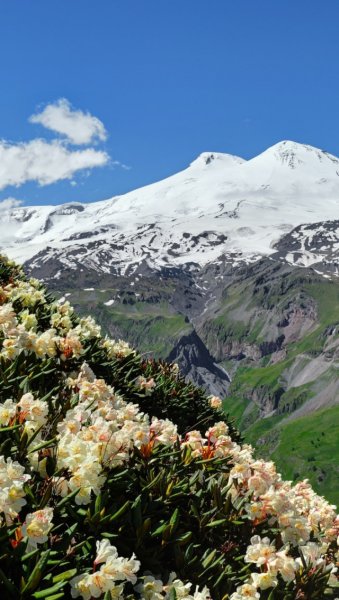 Рододендрон Приэльбрусья