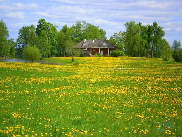 Лето в селе