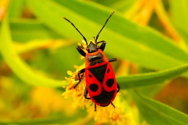 Крымские насекомые