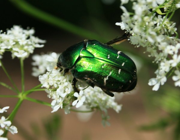 Жук зеленый перламутровый