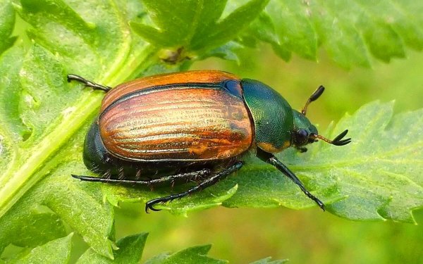 Пластинчатоусые насекомые