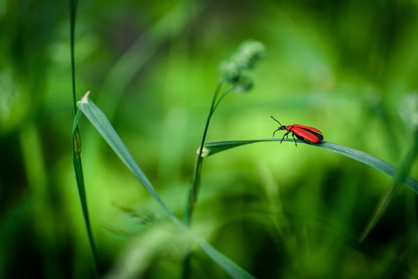 Травяной Жук