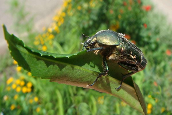 Большой летний Жук
