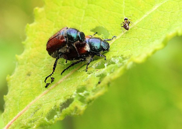 Большой летний Жук