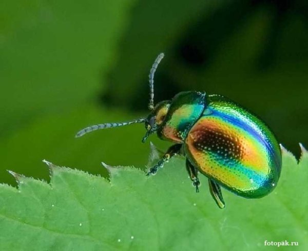 Жук арбузик