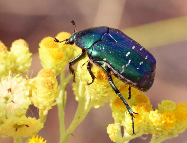 Жук бронзовка