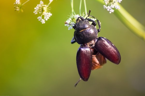 Травяной Жук