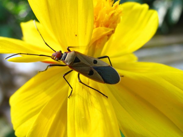 Насекомые Анапы