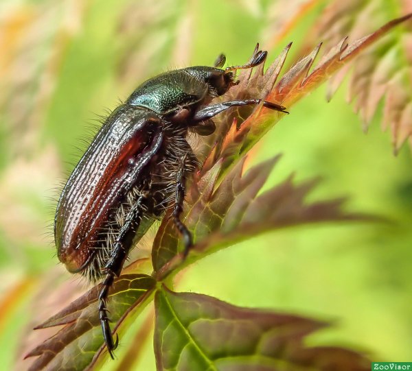 Майский Жук черный