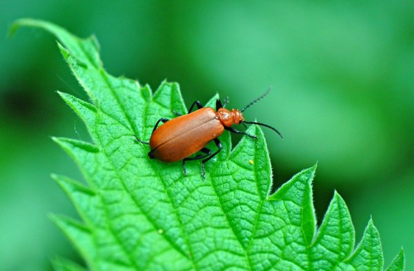 Beetle Жук красивые