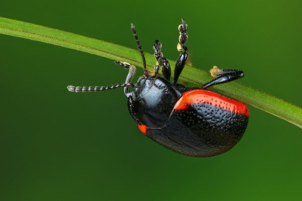 Жук злаковый Листоед