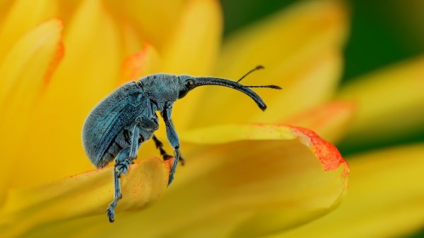 Желтый Жук насекомое