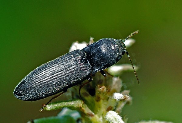 Жуки летом виды