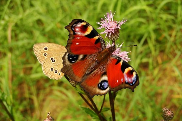 Дневные насекомые