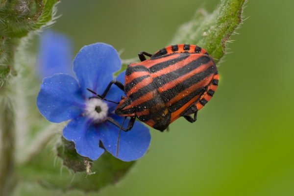 Полосатый Жук