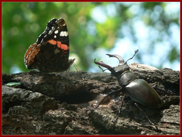 Обитатели леса насекомые