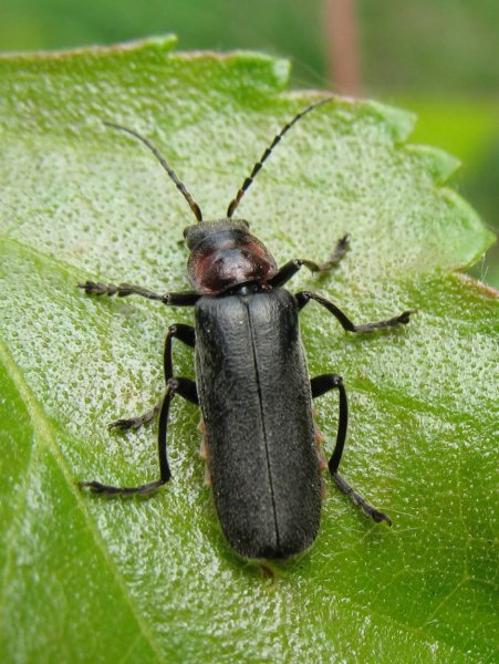 Насекомое мягкотелка