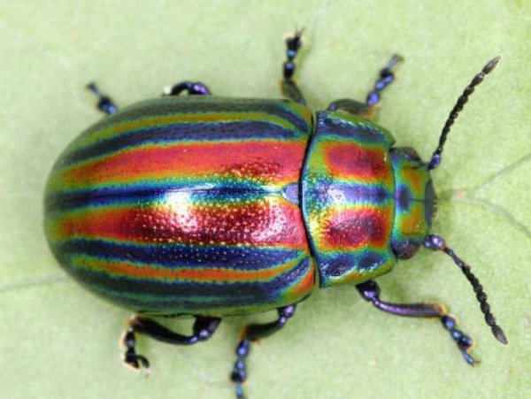 Жук злаковый Листоед