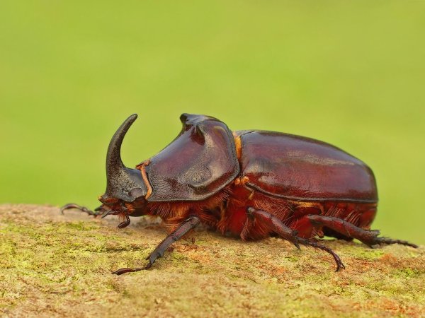 Большой красивый Жук