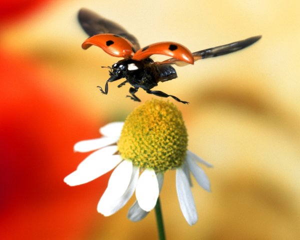 Божья коровка в полёте