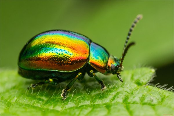 Жук Листоед Радужный