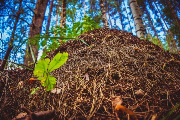 Гнездо лесных муравьев