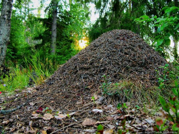 Муравейник жилище муравьев