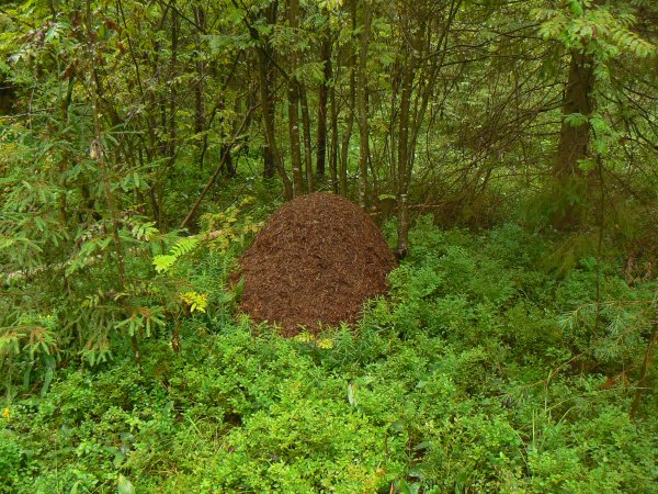Муравейник в лесу