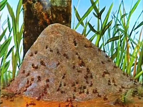 Муравейник для дошкольников