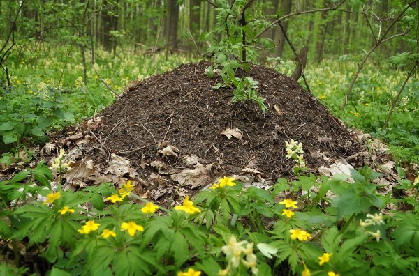 Муравейник в лесу