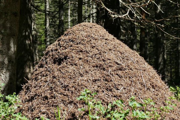 Муравьи в муравейнике
