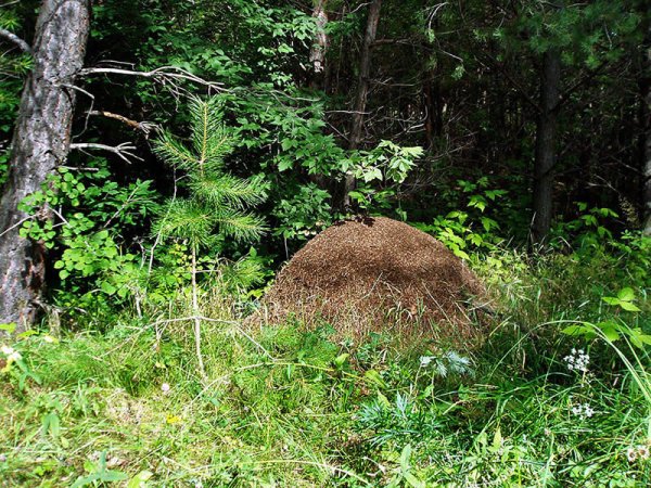 Муравейник жилище