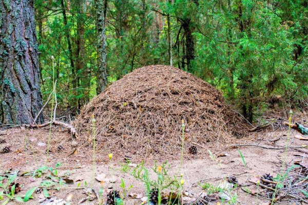 Муравейник лесных муравьев