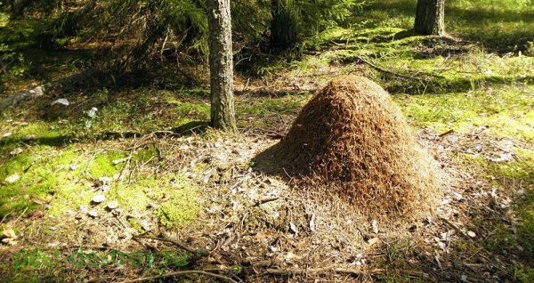 Муравей живет в муравейнике