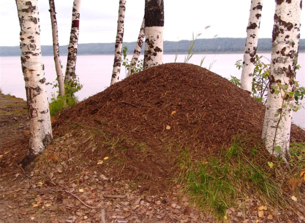 Ушканьи острова муравейники