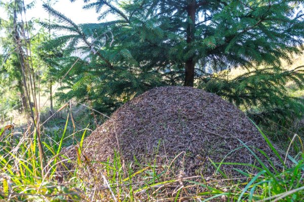 Муравейник в природе