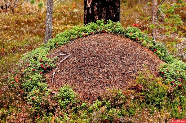 Ушканьи острова муравейники