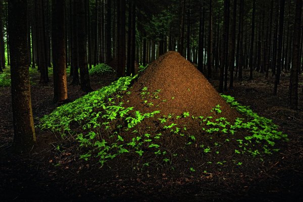 Лесные муравьи Муравейник