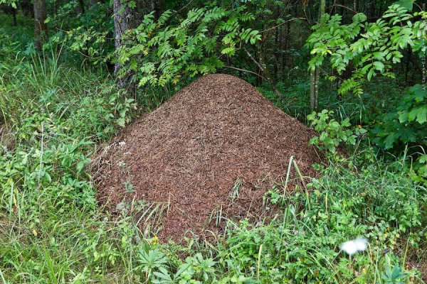 Муравейник небольшой